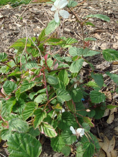 Rubus microphyllus 'Variegatus' P18 (3)